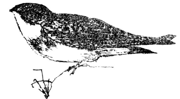 gobhlan-gainmhich
