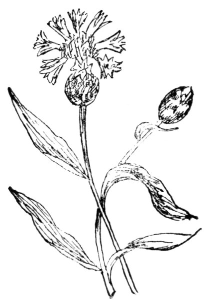 gorman