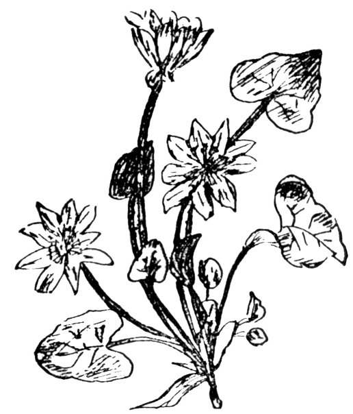 gràn-aigein
