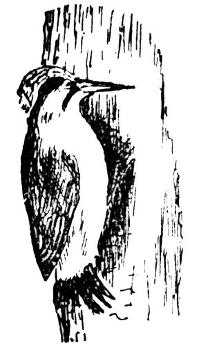 lasair-choille