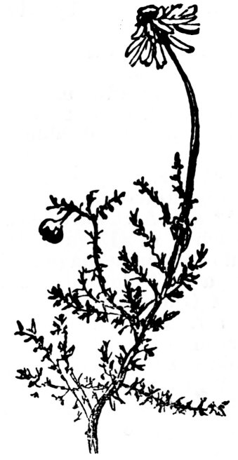 luibh-leighis