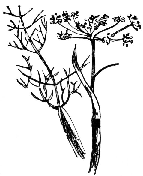 lus an t-saoidh