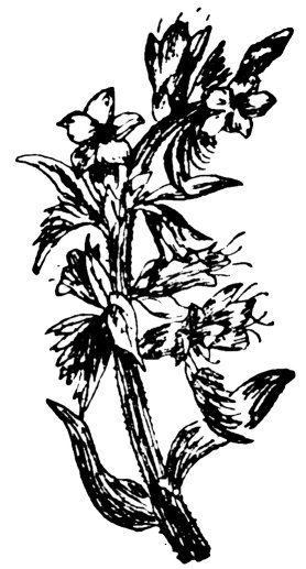 lus na nathrach