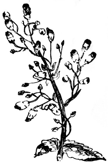 lus nan cnapan