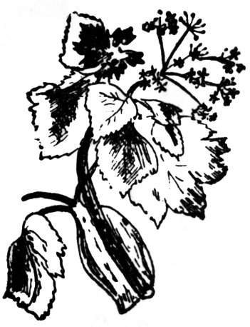 lus nan gràn-dubh