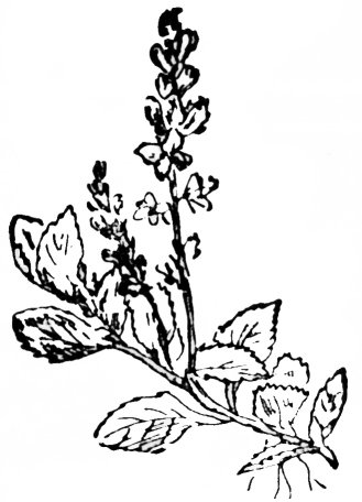 lus-crè