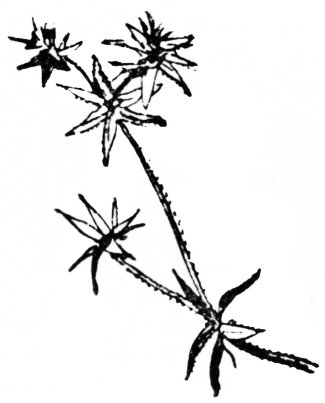 màdar
