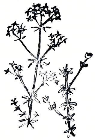 màdar-fraoich