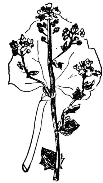 maraiche