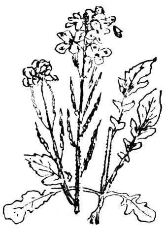 meacan-ragaim uisge