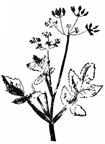 meacan-rìgh fiadhain