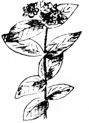 meas an tuirc coille
