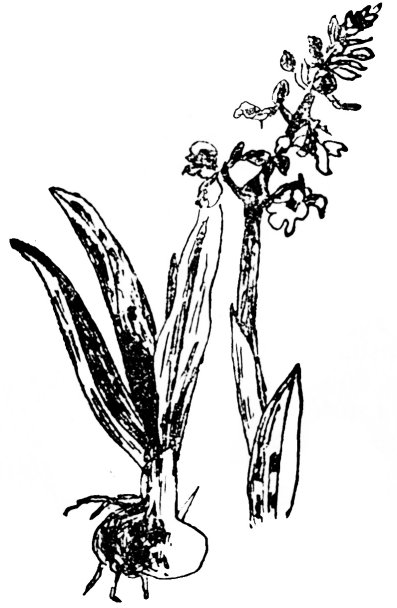 moth-ùrach