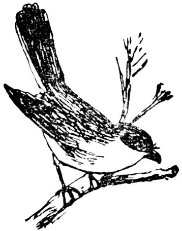 pioghaid-ghlas