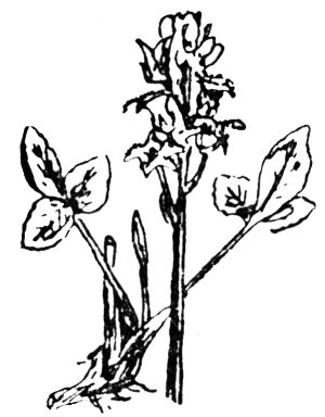 pònair-chapaill