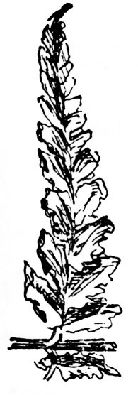 raineach nan radan
