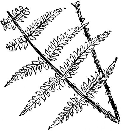 raineach nan radan