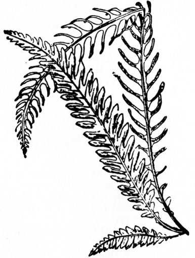 raineach-chruaidh