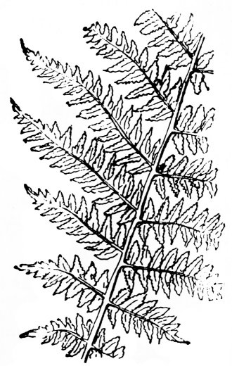 raineach-Muire
