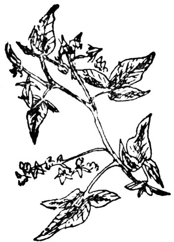 searbhag-mhilis
