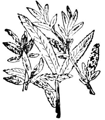 seileach