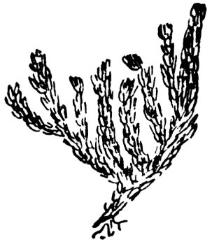 seòrsa-còinnich