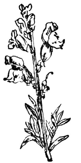sròn an laoigh