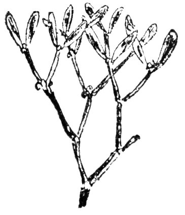uil-ìoc